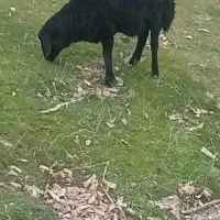 سلام بره نر