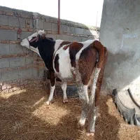 گاو سمینتال با گوساله سمینتال ماده