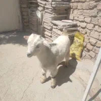 ی عدد بزغاله ضمانتی فقط ۷.۵۰۰ میلیون