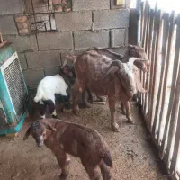 بز بابزغاله