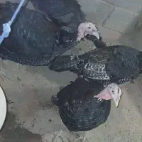 بوقلمون