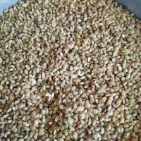 بذر یونجه خاشه پاک شده