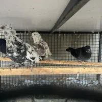 کبوتر به شرط