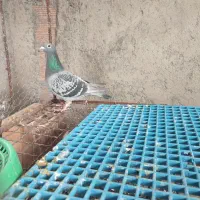 کبوتر مقام داری