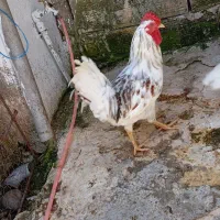 مرغ خروس نیمچه