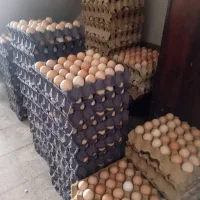 تخم مرغ محلی