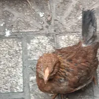 مرغ و خروس محلی