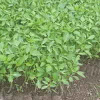 نهال گوجه پارس