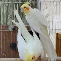جفت عروس هلندی مولد|پرنده|طبس, |دیوار