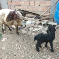 میش به همراه بره ماده|حیوانات مزرعه|علی‌آباد کتول, |دیوار