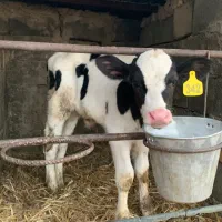 سه عدد گوساله نر شیری جنس  خوب