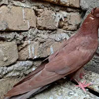 کبوتر زاغ و بور  سرح