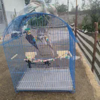 عروس هلندی|پرنده|سیاهکل, |دیوار