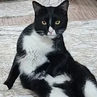 واگذاری گربه شناسنامه‌دار