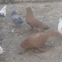 بوم کبوتر راعبی و تهرونی|پرنده|اصفهان, کردآباد|دیوار