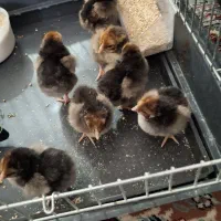 فروش جوجه و تخم مرغ نطفه دار ویاندوت آمریکایی