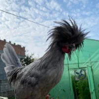 مرغ و خروس لهستانی اصیل