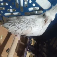 عروس هلندی ایزابلا|پرنده|آذرشهر, |دیوار