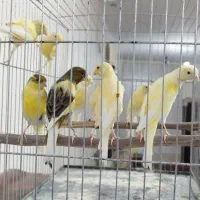 قناری ۹ عدد بسیار زیبا