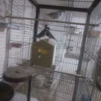 فنج نرگسی دو جفت یه جفت روتخم یه جفت اماده|پرنده|نظرآباد, نظرآباد|دیوار