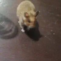 استاد اسپلینتر