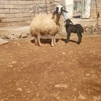 گوسفند|حیوانات مزرعه|بیرانوند, |دیوار