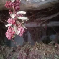 زرشک پفکی درجه یک