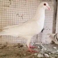 کبوتر.زاغ کرمونی سفیدکرمونی سوسکی کرمونی|پرنده|مشهد, امیر المومنین|دیوار