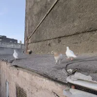 9تا کفتر بوم بپرون ببر