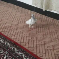 کبوترتهرانی