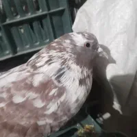 کبوتر|پرنده|پیرانشهر, |دیوار