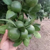 نارنگی