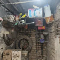 مرغ عشق