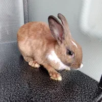 فروش خرگوش خانگی|موش و خرگوش|پیرانشهر, |دیوار