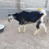 بزغاله خلج - گراش|حیوانات مزرعه|گراش, |دیوار