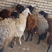 ۵۵راس گوسفند.بره.15.کیلونژاددار