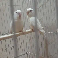 کوتوله و مرغ عشق