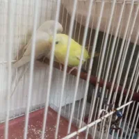 مرغ عشق|پرنده|فریمان, |دیوار