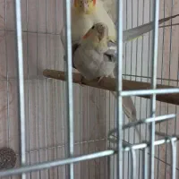 لوتینو نر مست مست آماده جفت گیری|پرنده|صباشهر, |دیوار