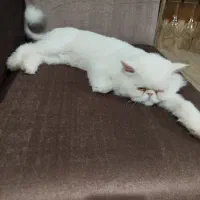 حیوانات|گربه|دلند, |دیوار