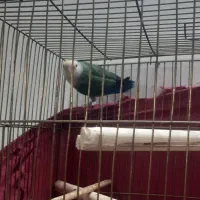 طوطی برزیلی|پرنده|ورامین, خیر آباد|دیوار