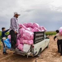 گلاب ناب کاشان|خوردنی و آشامیدنی|رشت, آب آسیاب|دیوار