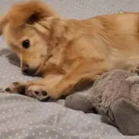 سگ پامر|سگ|مشهد, نوفل لوشاتو|دیوار