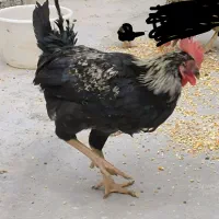 مرغ وخروس دونه ای ۳۹۰