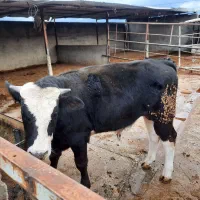 گوساله مونت بیلیارد