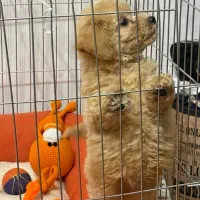 توی پودل ۸۰ روزه|سگ|فردیس, طالقانی|دیوار