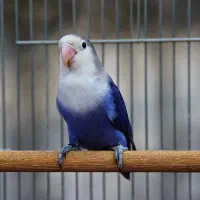 طوطی لاو برد|پرنده|چرام, |دیوار