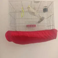 عروس هلندی|پرنده|تایباد, |دیوار