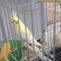 عروس هلندی با تخم با قفس بزرگ|پرنده|کوهدشت, |دیوار