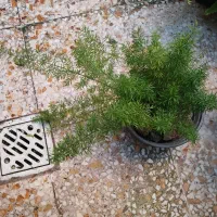 چندمدل گل طبیعی همه سالم ریشه دار|گل و گیاه طبیعی|رشت, نیروی دریایی|دیوار